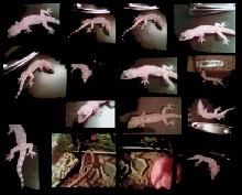 My Gecko