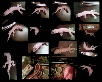 My Gecko