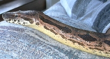 Hera