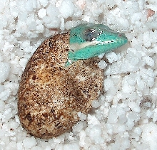 knight anole hatching