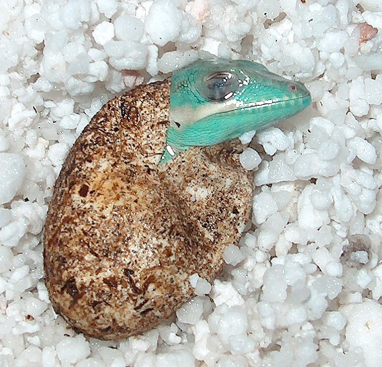 knight anole hatching