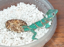 knight anole hatching