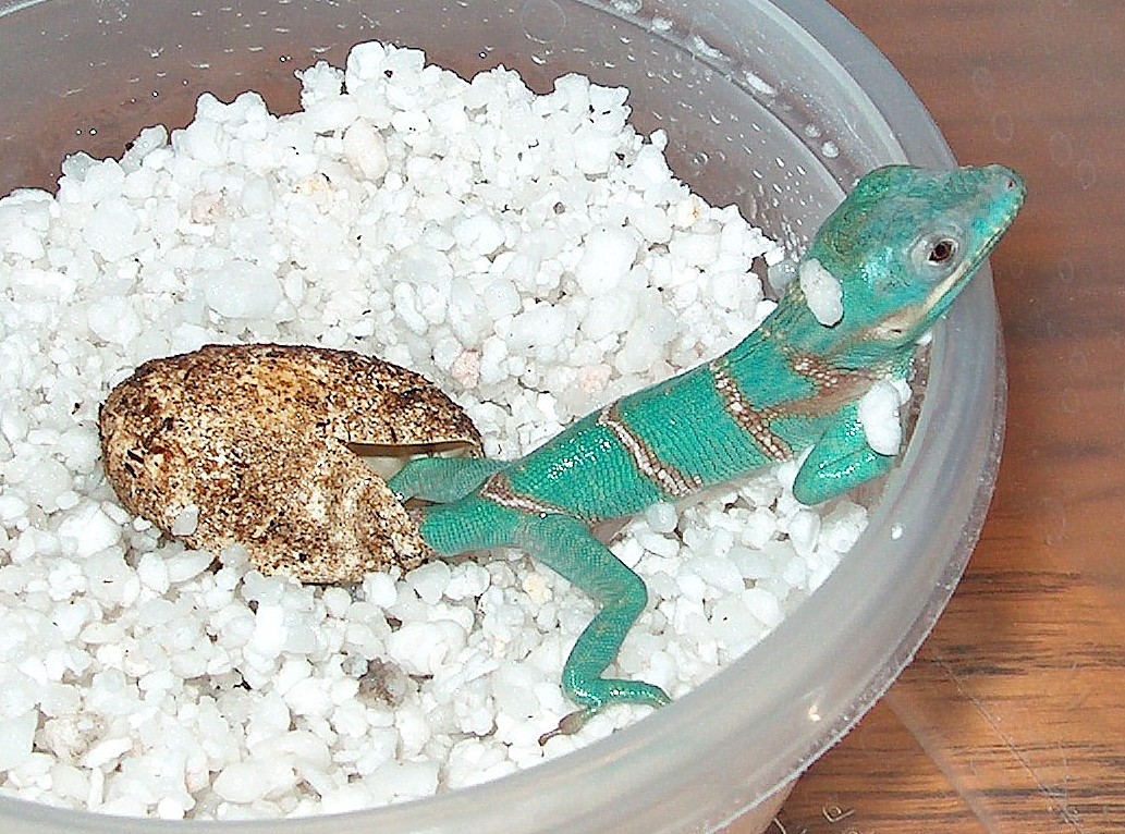 knight anole hatching