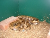Anery Rainbow Boa