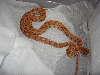 Baby Hypomel