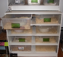 Sterilite Rack