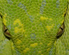 GTP Eyes