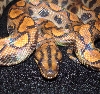 Male Het II