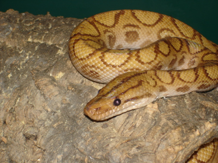 Hypo Male Two