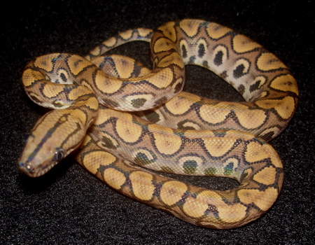Eight ce