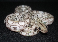 Eleven ce