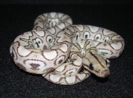 Eleven ce