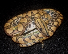 Fifteen ce