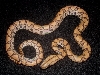 Five ce