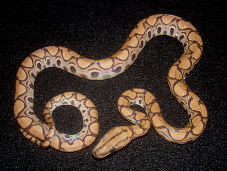 Five ce