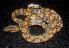 Nine ce