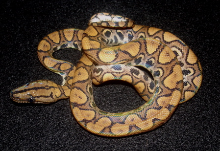Nine ce