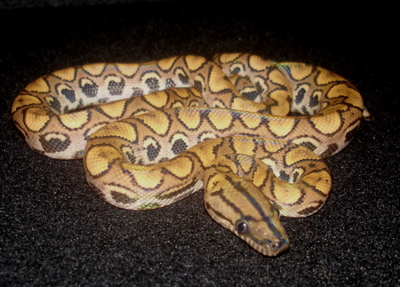 Seven ce