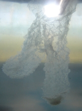 Sperm Plug