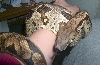 BIG GIRL