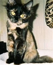 Mystique (aka) Squeaker Toy