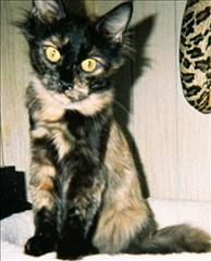 Mystique (aka) Squeaker Toy