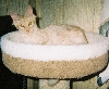 Champion Da-Katz Sunburst