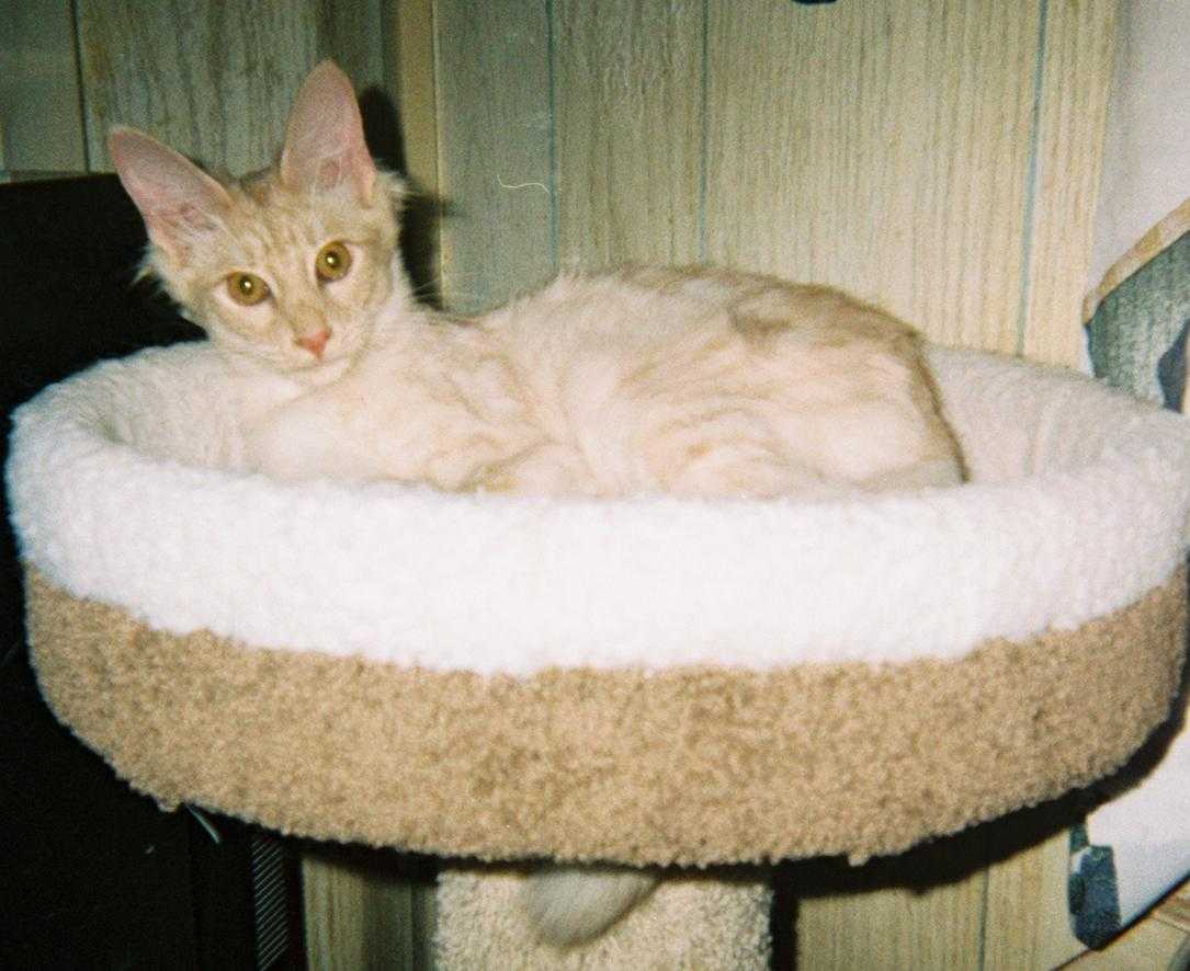 Champion Da-Katz Sunburst