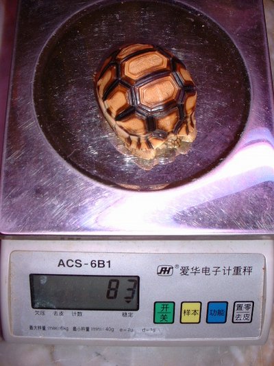 New 7.0cm Angonoka