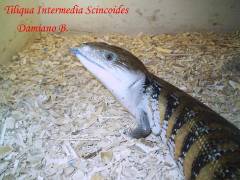 0.1 Tiliqua Intermedia Scincoides