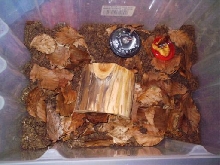 Rhinocricus sp. terrarium