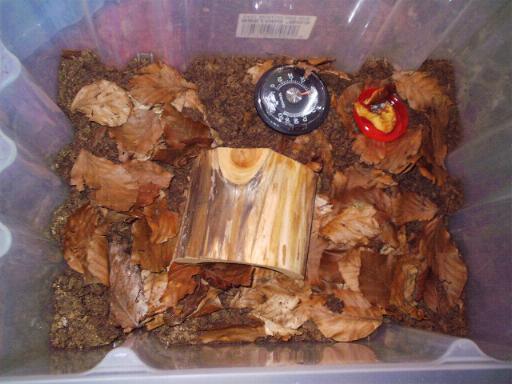 Rhinocricus sp. terrarium
