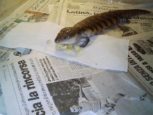 0.1 Tiliqua intermedia scincoides