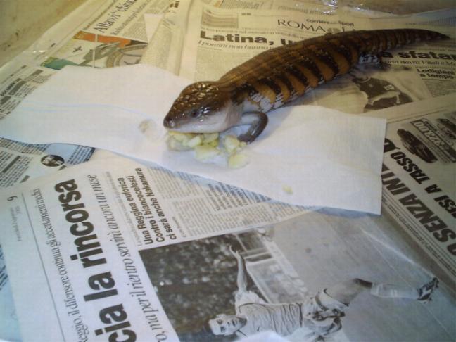 0.1 Tiliqua intermedia scincoides