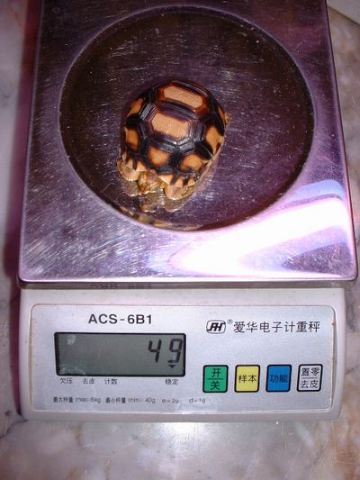The 6.0cm angonoka hatching