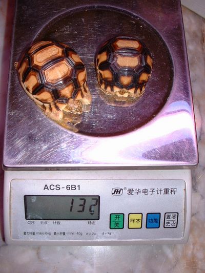 Angonoka hatching comparison