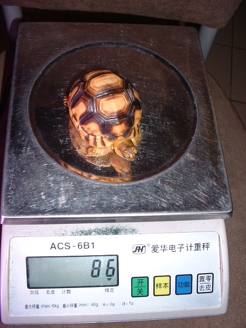 The 6 cm angonoka
