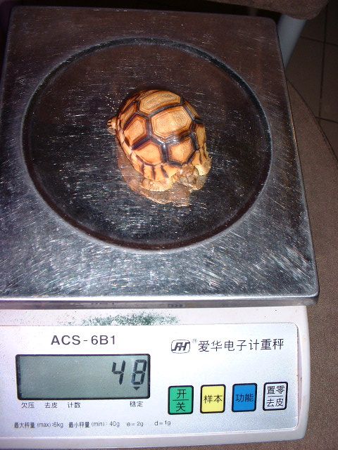 The 5 cm Angonoka hatching