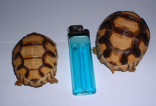 Comparison