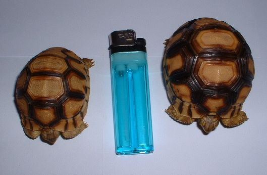 6 cm  and 5 cm Angonoka hatchlings
