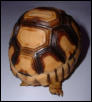 Angonoka hatching