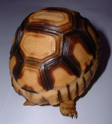 Angonoka hatching