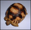 6 cm Angonoka hatching