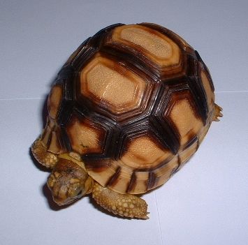 6 cm Angonoka hatching