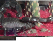 androctonus bicolor wild caught!