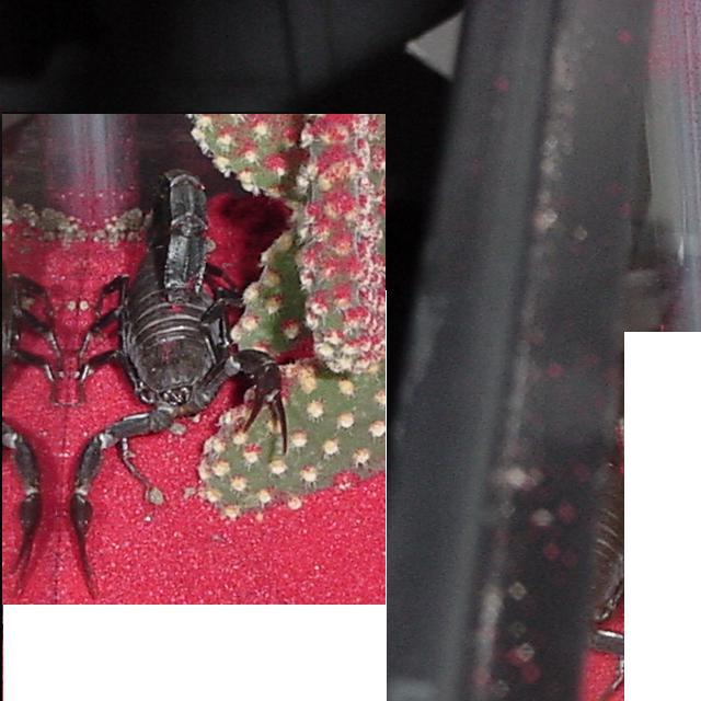 androctonus bicolor wild caught!