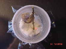hatching nymphs
