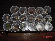 BaBy Mantid nymphs!