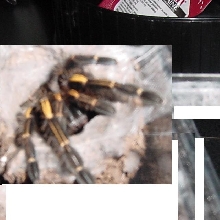 Ephebopus Murinus