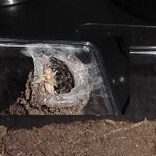 Ephebopus Murinus